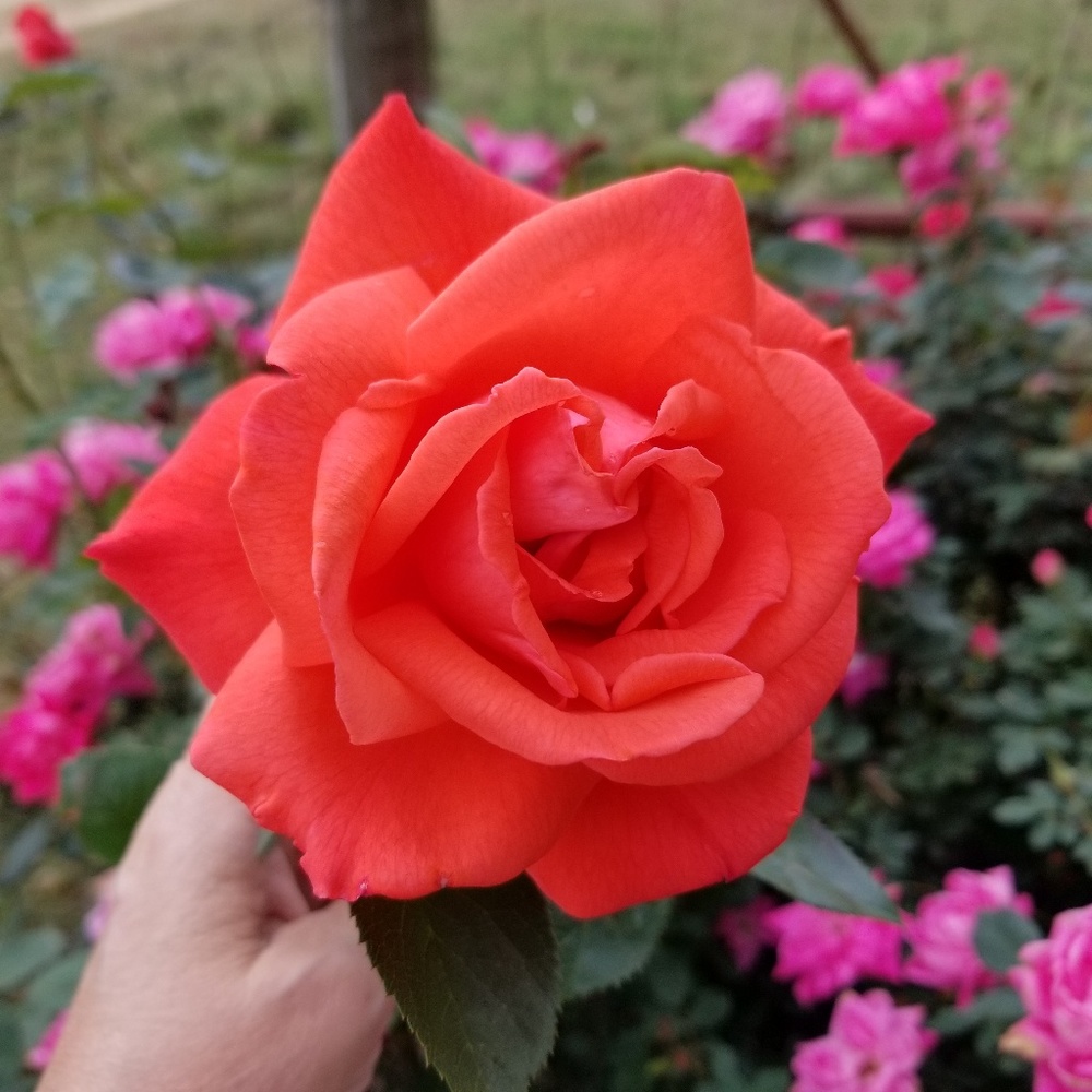 Meet your Posher, Lynda